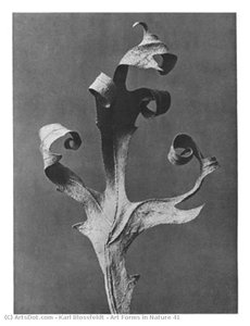Art Forms In Nature 41 — Karl Blossfeldt