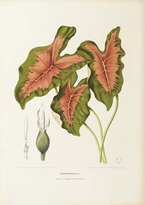 Fleurs, Fruits Et Feuillages Choisis De L' Ile De Java — Maria Sybilla Merian