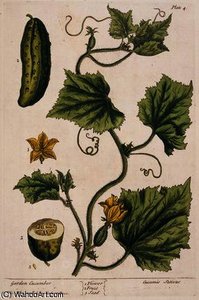Garden Cucumber — Elizabeth Blackwell