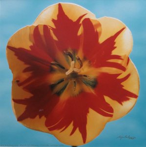 Fireside Cottage Tulip — कार्स ऑफ ओटावा