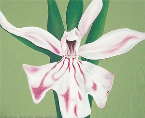 Common Spotted Orchid — Shyama Ruffell