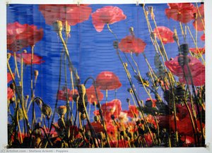 Poppies — Stefano Arienti