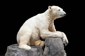 Dermoplastic Of The Polar Bear — Detlev Matzke, Robert Stein, Carola Radke