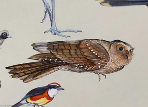 Oilbird — Jane Kim