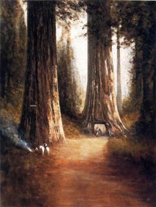 Sequoia Gigantea — Thomas Hill