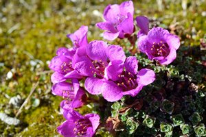 Saxifraga Oppositifolia — Paul C. Sokoloff