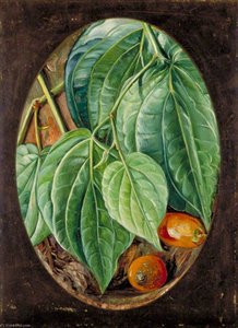 Foliage Of Betel Pepper And Areca Nuts — Marianne North