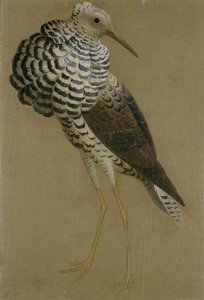 Study Of A Ruff — Sir Edwin Henry Landseer
