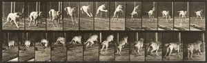 Animal Locomotion, Plate 712 — Eadweard J Muybridge