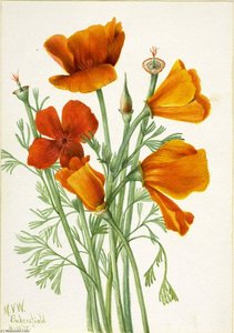 California Poppy (eschscholtzia Californica) — Mary Morris Vaux Walcott