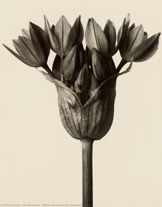 Allium Ostrowskianum, Knoblauchpflanze — Karl Blossfeldt