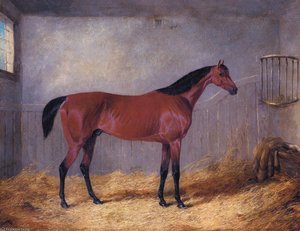 The Duke Of Graftons Bolivar In A Stable — John Frederick Herring Junior
