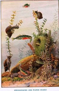 Sticklebacks And Water Snails — Louis Fairfax Muckley