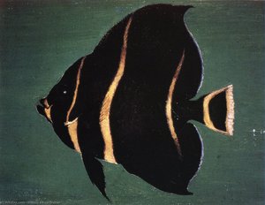 Juvenile Angel Fish — William Aiken Walker