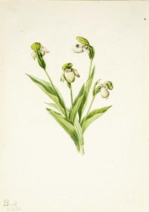 Northern Lady's Slipper (cypripedium Passerinum) — Mary Morris Vaux Walcott