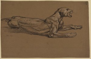 Tigress, Lying Down — James Ward