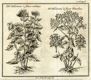 Xiv. Valerian With Purple Flowers Xv. Valerian With White Flowers — Pierre François Xavier De Charlevoix