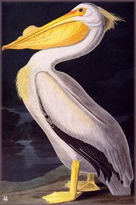 American White Pelican — John James Audubon