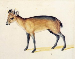 Red-flanked Duiker — Giuseppe Arcimboldo
