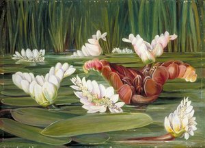 A South African Water Plant In Flower And Fruit — Marianne North