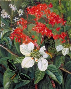 Flores Y Mariposas De Sarawak, Borneo — Marianne North