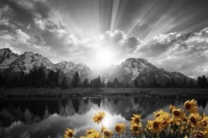 Solaris Awakening: A Monochromatic Soliloquy In Gold — Jacques Villedieu