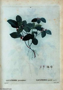 Gautheria Procumbens — Pierre Joseph Redouté