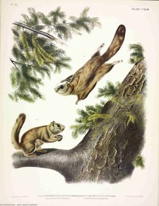 1. Pteromys Sabrinus, Severn River Flying Squirrel; 2. Pteromys Alpinus, Rocky Mountain Squirrel — John James Audubon