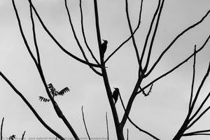 Backlit Woodpeckers — José Gabriel Molina Buitrago