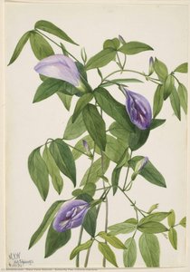 Butterfly Pea (clitoria Mariana) — Mary Vaux Walcott
