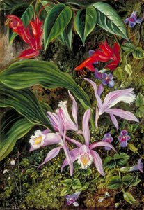 Wild Flowers Of Darjeeling, India — Marianne North
