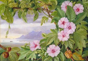 Ipomoea I Vavangue Z Portem Mahe W Oddali — Marianne North