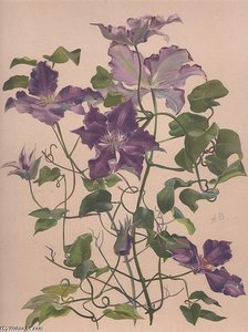 Watercolor Of A Large-flowered Clematis — Alice Bailly