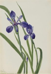 Iris (especie De Iris) — Mary Vaux Walcott