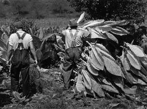 Mountaineers Cutting Tobacco. Jackson, Kentucky — Marion Post Wolcott
