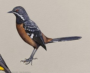 Cape Rockjumper — Jane Kim