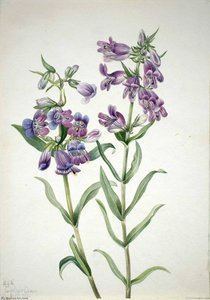 Prairie Pentstemon (pentstemon Erianthera) — Mary Vaux Walcott