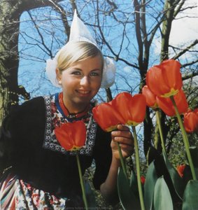 Holland Glory Tulips Kenkenhof Gardens — कार्स ऑफ ओटावा