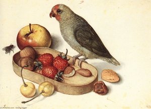 Still-life With Pygmy Parrot — Georg Flegel
