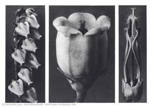Art Forms In Nature 109 — Karl Blossfeldt