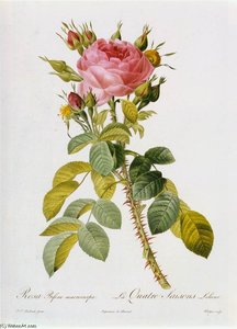 Rosa Bifera Macrocarpa — Pierre Joseph Redouté