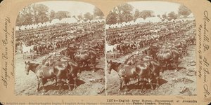 English Army Horses - Encampment At Alexandra Palace — Brachyrhaphis Ingley