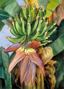 Bloemen En Jong Fruit Van De Chinese Banaan — Marianne North