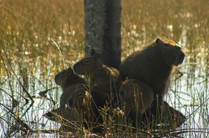 Capivara, Uma Das Espécies Típicas Da Fauna Do Cerrado — Bruno César Correa
