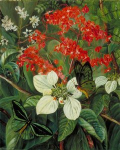 Flowers And Butterflies Of Sarawak, Borneo — Marianne North