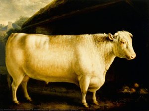 A Shorthorn Bull ('romulus' From Roxburghshire) — William Shiels