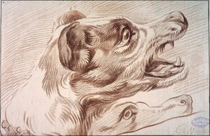 Head Of A Dog — Charles-andré Van Loo