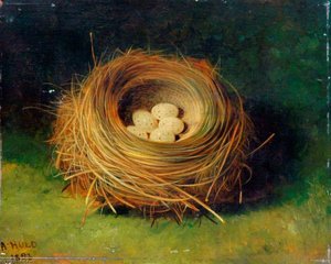 Nest Of A Bunting — Abel Hold