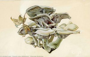 Clitocybe Multiceps — Timothy John Williamson