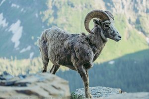 Big Horn Sheep In Glacier National Park — Angelo Chiacchio